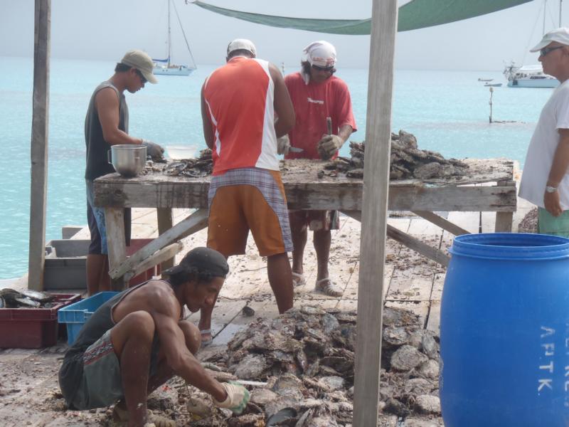 Austernschlachten auf Tamaro in Apataki50