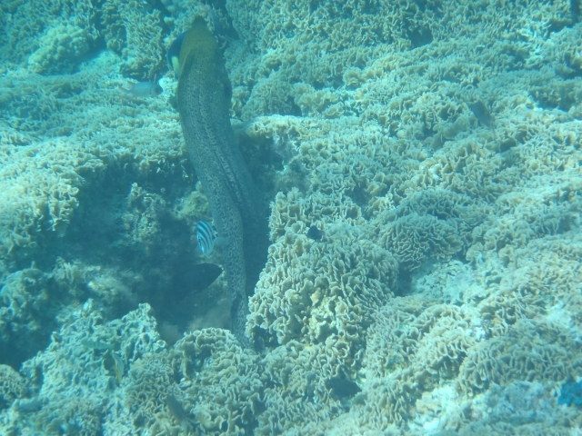 Murne im Sdosten von Bora-Bora