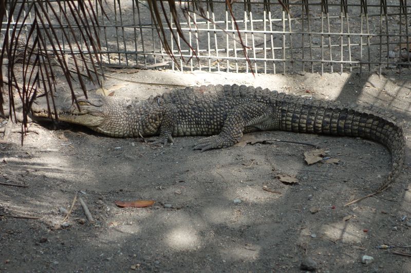 Salzwasserkrokodile im Botanischen Garten Port Moresby3